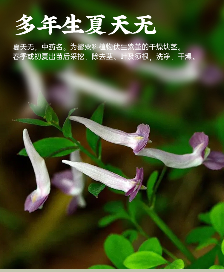 500g夏天无中草药药材 一粒金丹 新货水洗中药材【图片 价格 品牌