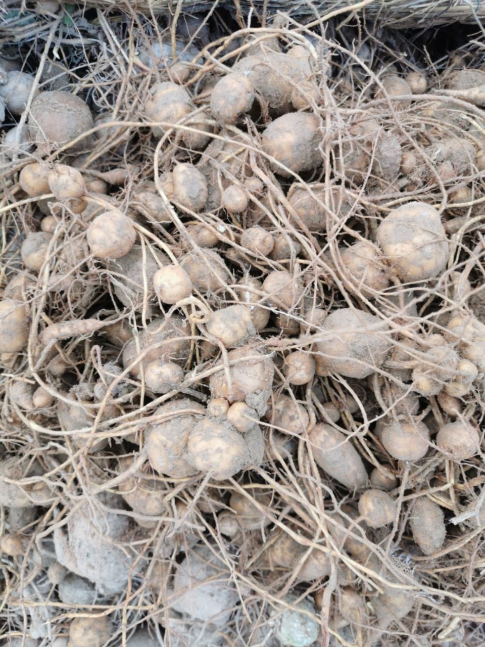 北京同仁堂原料山东单县特产罗汉参三叶青金丝吊葫芦土圞儿南通海门