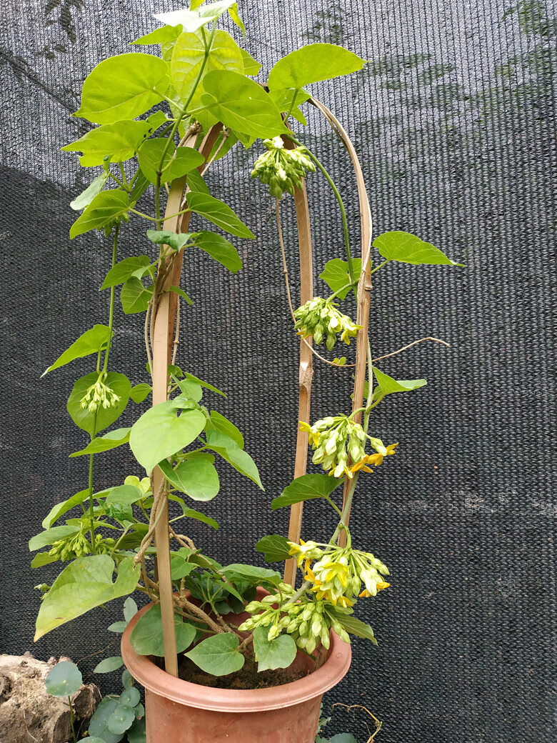 藤本千里香夜兰花食用藤本夜来香盆栽 驱蚊夜兰花苗 星状花瓣 1.