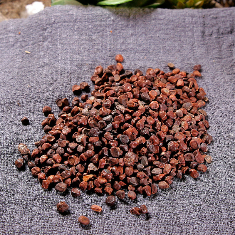 马蔺子 中药材 马兰子 马莲子 马楝子 马帚子 100克【图片 价格 品牌