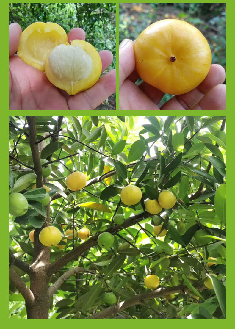 木繁 水无怜奈 岭南黄金山竹树嫁接苗盆栽泰国地栽庭院南方可种水果