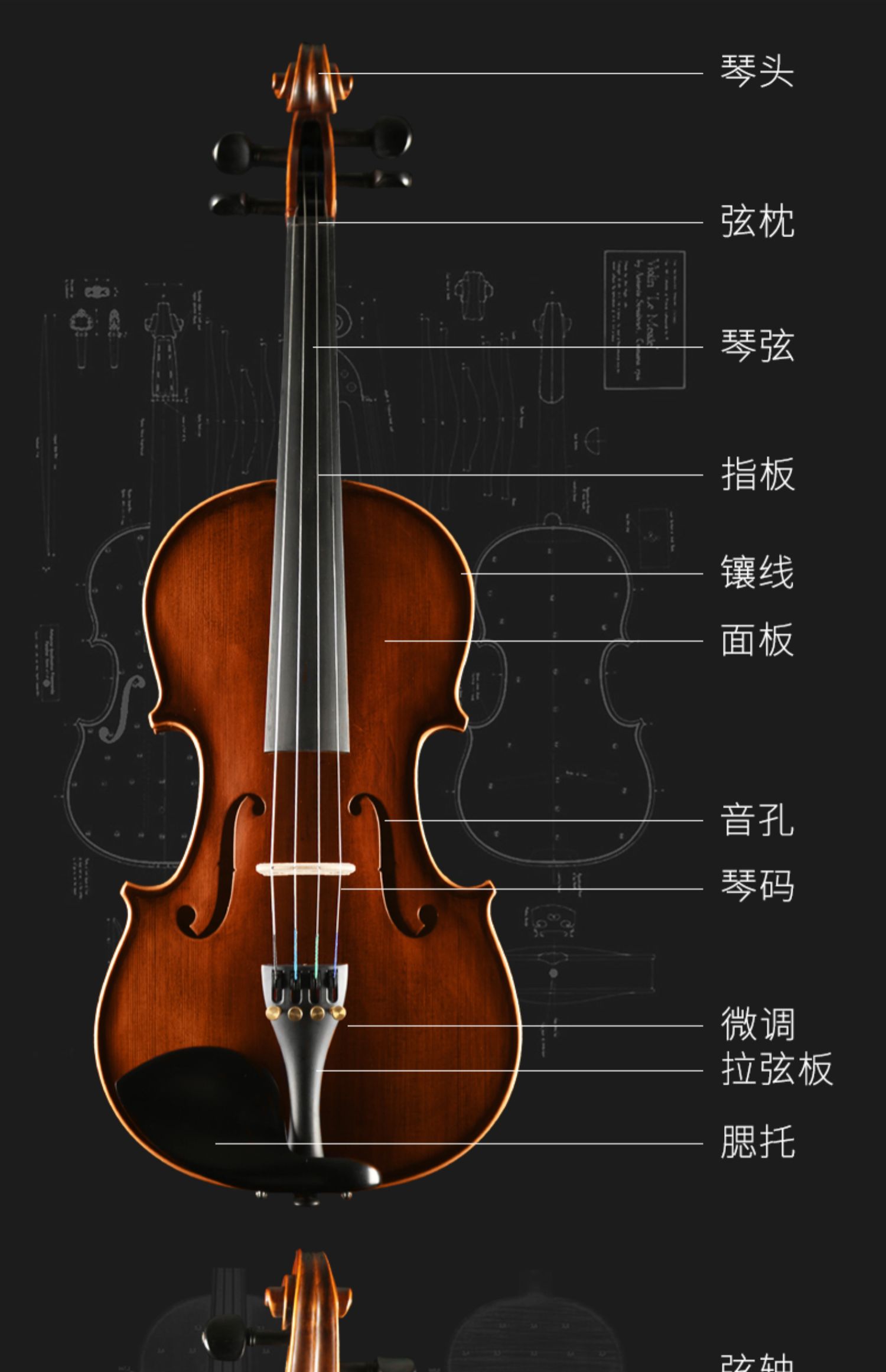 小提琴音柱与琴码位置图片