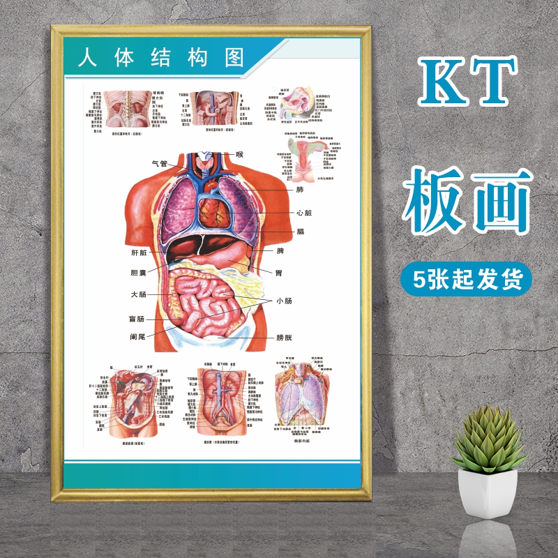 人体解剖彩色学骨骼结构图神经肌肉五脏六腑淋巴示意解刨器官挂图定制