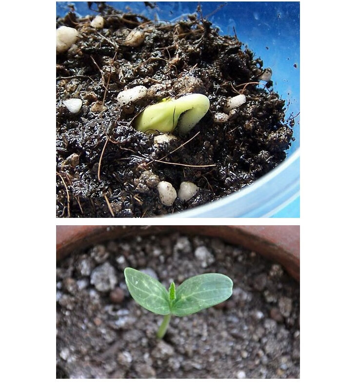 盆栽水果樱桃小番茄种籽千禧红圣女果西红柿春秋四季蔬菜种子苗孑