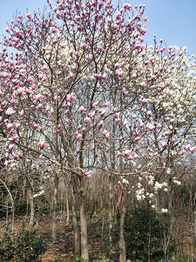 现货 玉兰花树苗盆栽红白玉兰花苗大型庭院绿化苗四季嫁接广玉兰 精品
