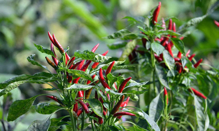 朝天椒种子小辣椒 望天椒 辣味强 辣椒籽盆栽大棚露天蔬菜种子 朝天椒