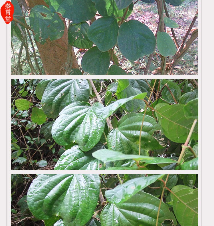 秦霄堂西双版纳盾翅藤云南新品配猫须草倒心叶1000g