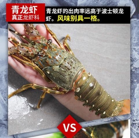 腾旺纳跃腾旺纳跃小青龙活冻澳洲龙虾新鲜小青龙龙虾仔海鲜活冻中花龙