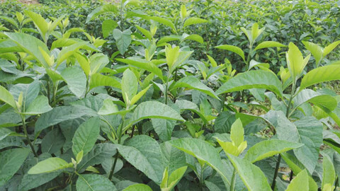 正宗马来西亚树苗 种苗斑鸠叶将军叶满15 新鲜叶干叶茶 4棵好苗 半斤