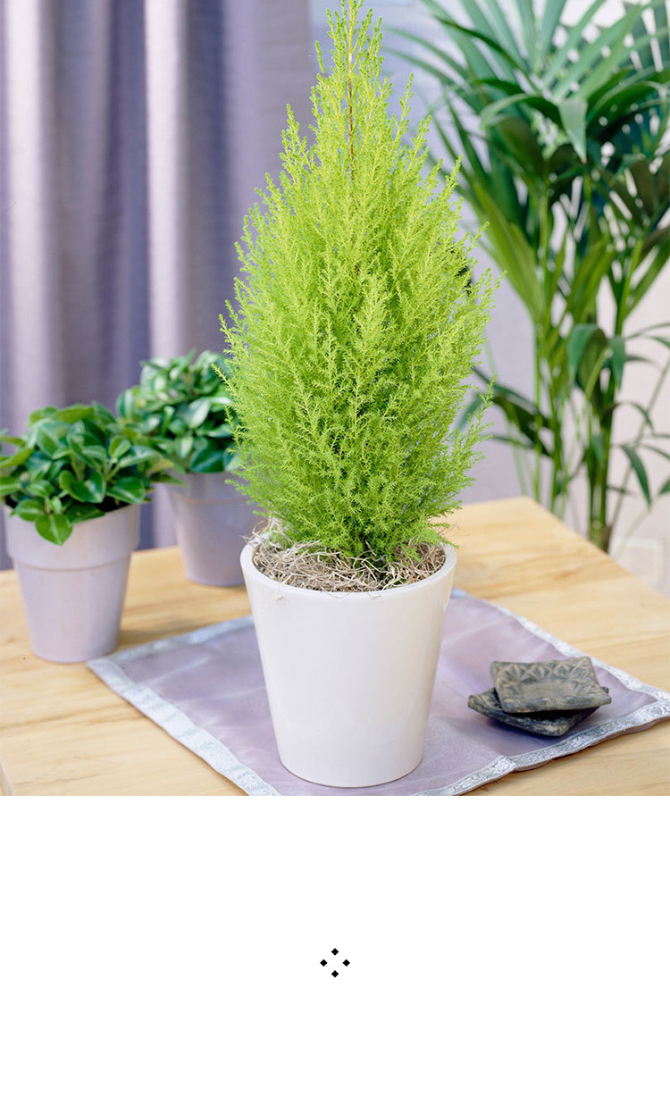 香冠柏小香松盆栽植物圣诞树盆景四季绿植办公室内好养香柏香味 120