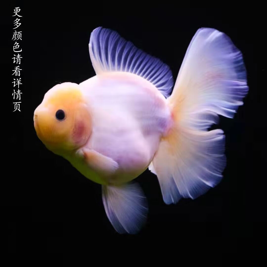 精品百褶泰狮金鱼冷水鱼耐活自来水耐寒宠物金鱼观赏鱼招财活鱼 精品