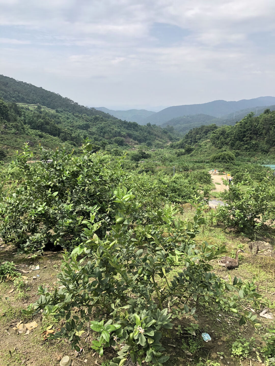 台山香水柠檬种植基地图片