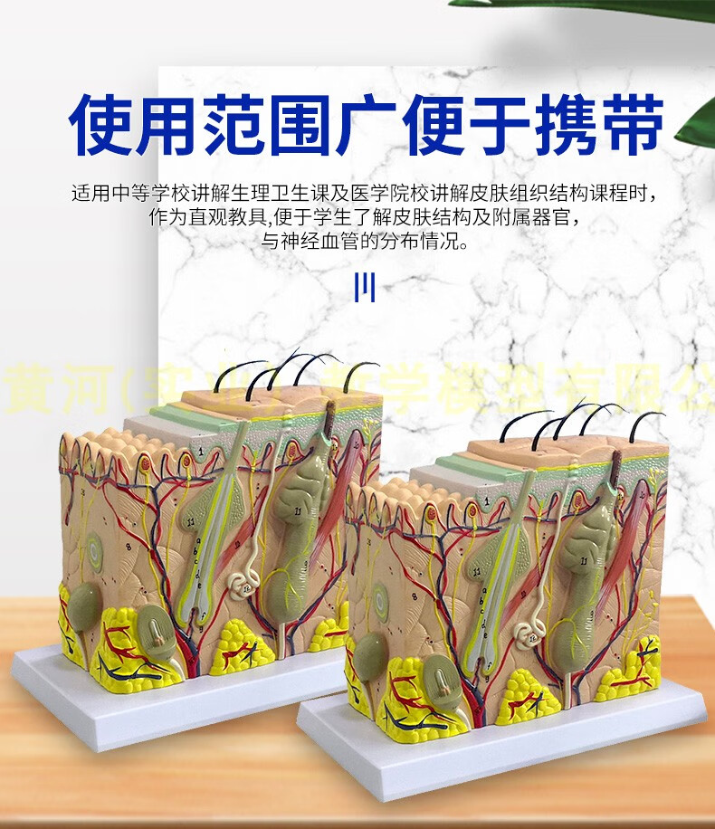 皮肤结构解剖模型教学组织层次立体构造微整形缝合美容医学模具型