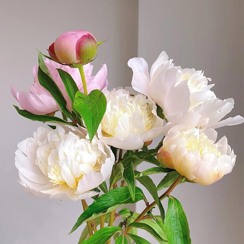 花束鲜花重瓣芍药牡丹鲜切花居家水养鲜切花 粉色重瓣芍药5支【图片