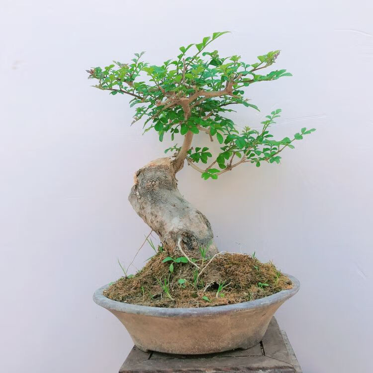 对节白蜡盆景 微型盆景对节白腊 对节白蜡老桩盆栽 桌面绿植实物 银色