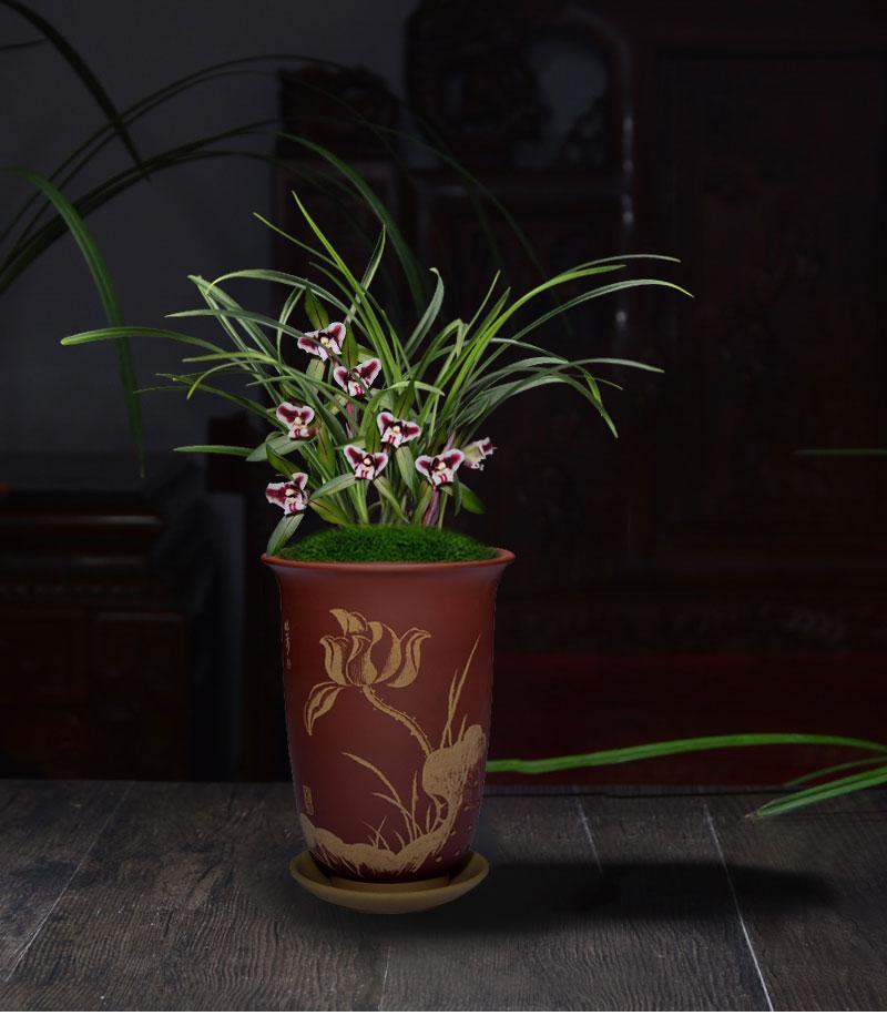 兰花苗无花苞名贵春兰虎蕊浓香盆栽植物阳台室内客厅美观绿植花卉