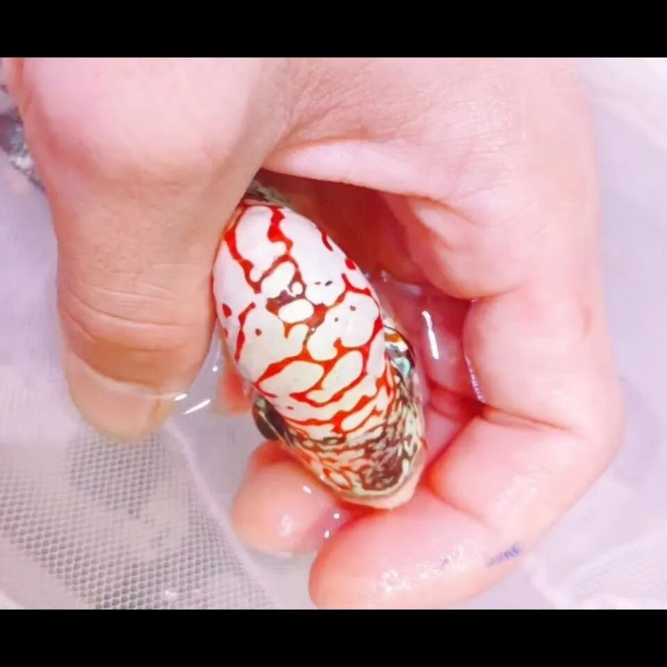 cmcm纯种罗汉鱼苗热带观赏鱼长寿鱼鱼好养花纹漂亮爆头率高 高品鸿运