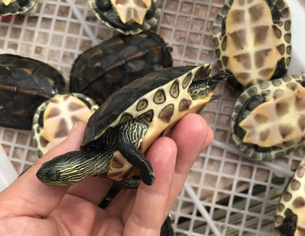 活体招财台湾草龟珍珠花龟活物乌龟活体水龟宠物龟龟粮 8-9厘米公龟