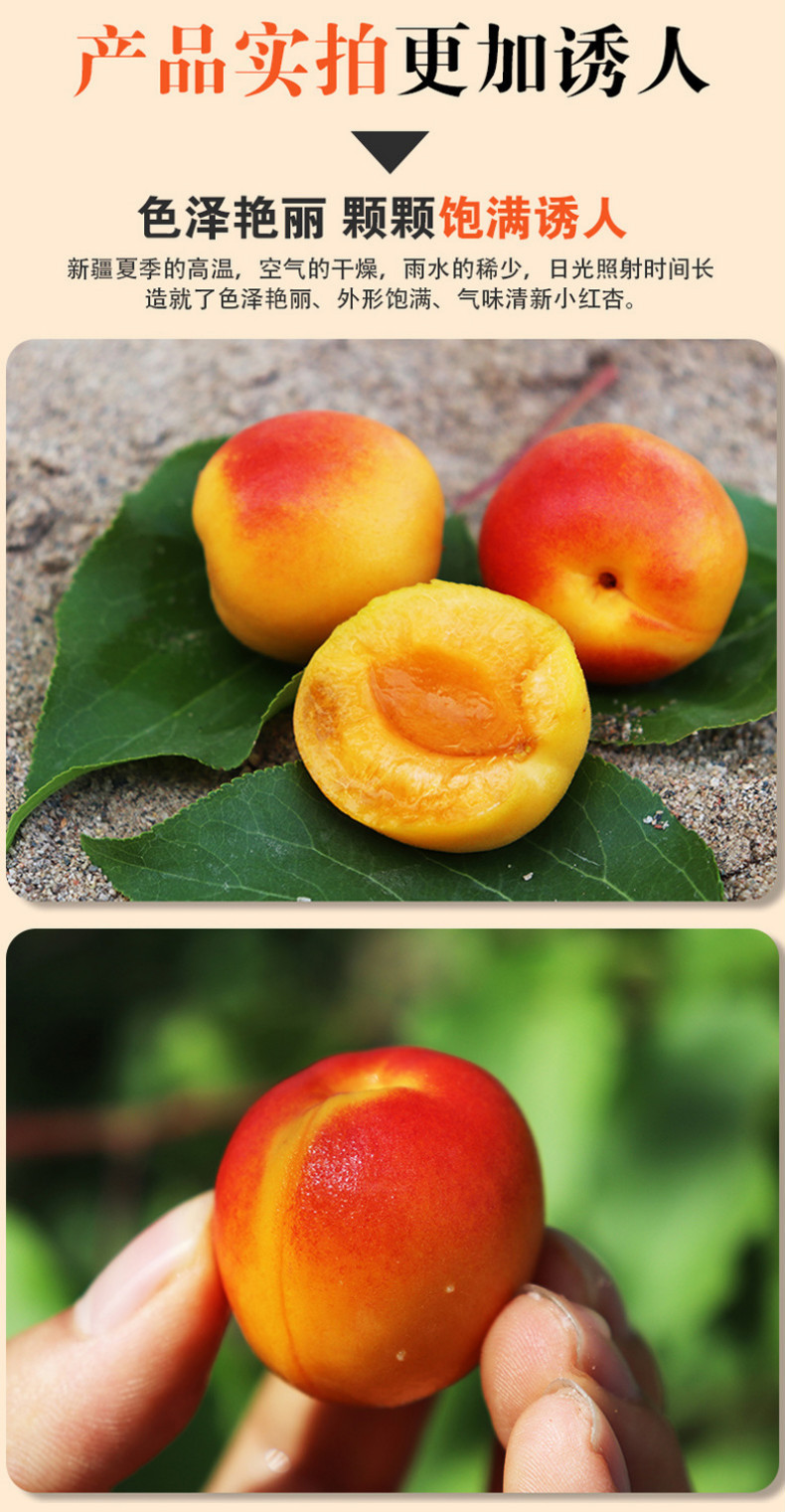 发顺丰新疆小红杏新鲜甜杏新疆当季甜杏子小红杏 3斤【约60-80颗】