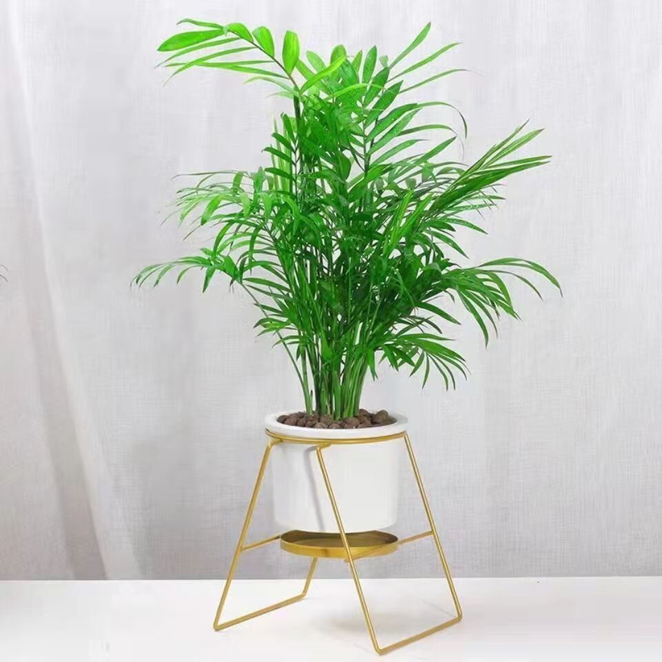 富贵椰子树植物室内办公室客厅水培绿植花卉袖珍椰子盆栽室内花卉