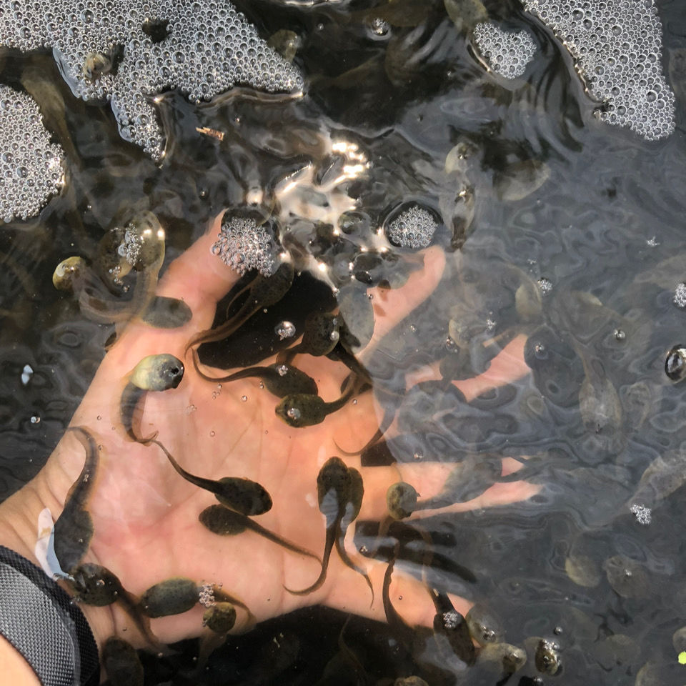 蝌蚪活体儿童宠物青蛙小蝌蚪批发幼苗蛙苗幼儿园包活水族观赏实验 20