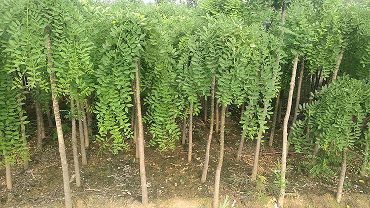 龙爪槐树苗庭院绿化植物国槐苗小树苗槐树苗种子银杏树风景树户外