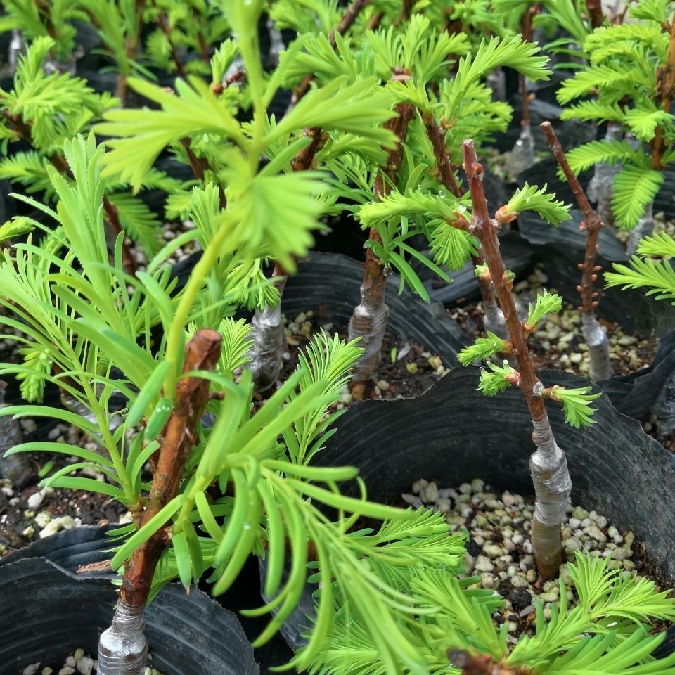 雨花蝶 金葉水杉嫁接裸根苗杯苗/水杉盆景/落羽杉盆景種植三杉一景