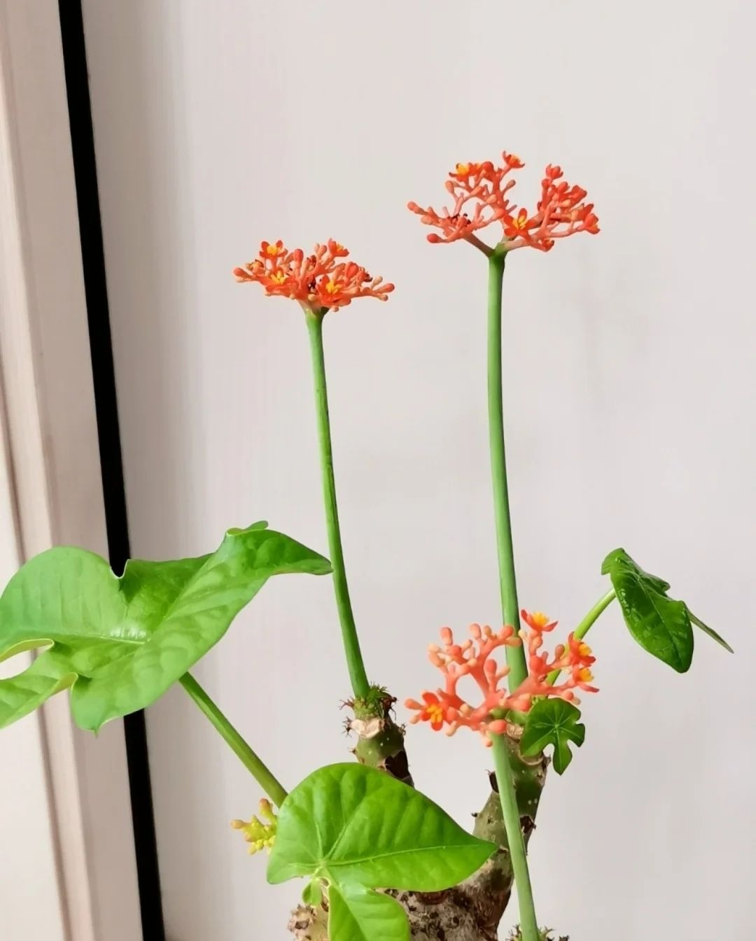 佛肚海棠大肚海棠花室内阳台绿植美观净化空气盆景好养易活 佛肚海棠7