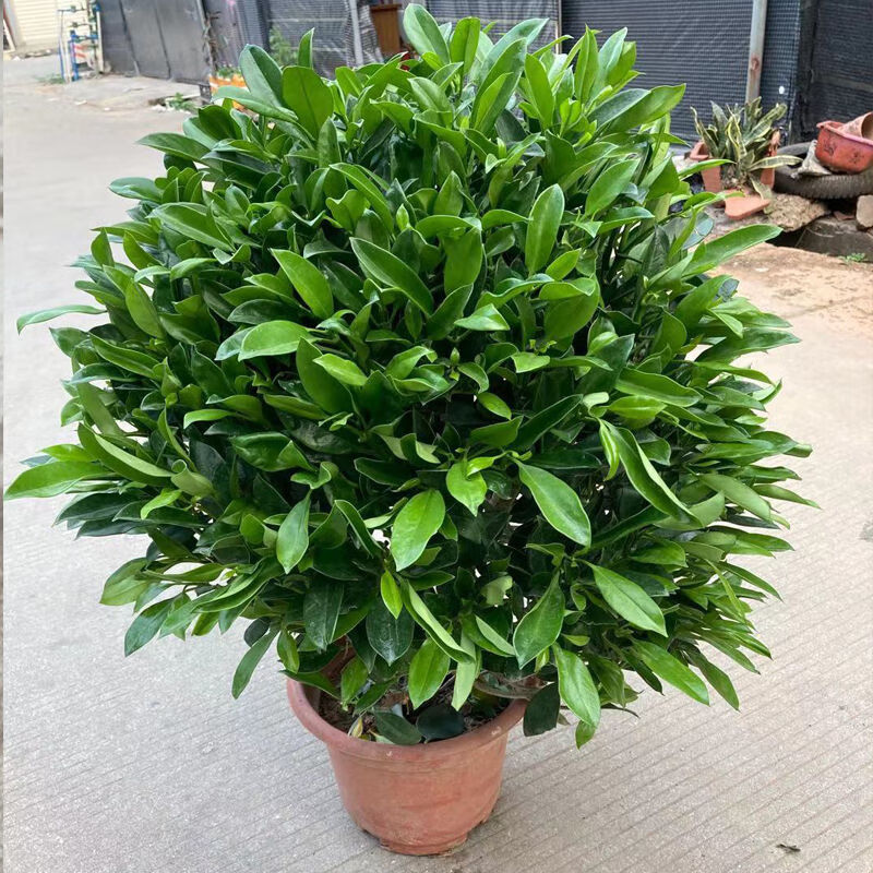 广州非洲茉莉花盆栽室内外客厅大型花卉灰莉苗四季常青驱蚊绿植物