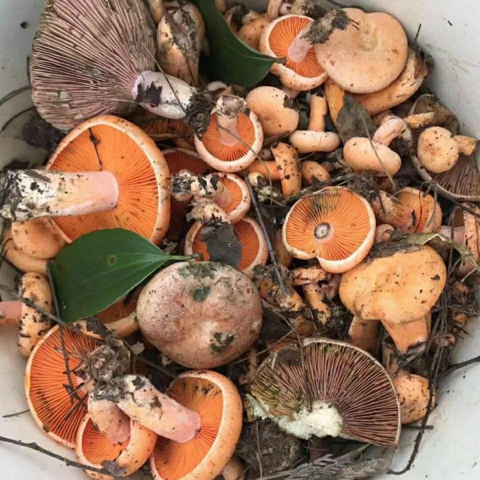 新货纯松树菌 寒菌松乳菇枞菌菌干货三九菌谷熟菌乌菌 干乌菌 1斤