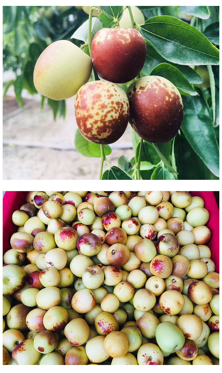 现摘现发自家顺丰临猗庙上冬枣鲜枣孕妇水果大果沾化香甜多汁 3斤 精