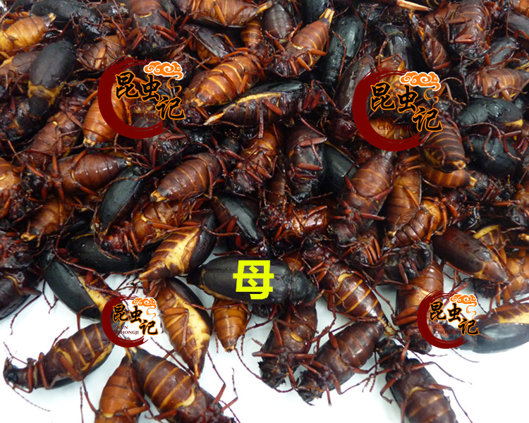 山水牛食用美味食用昆虫山虫牛山山牛水牛子公母新鲜 半斤母山山牛