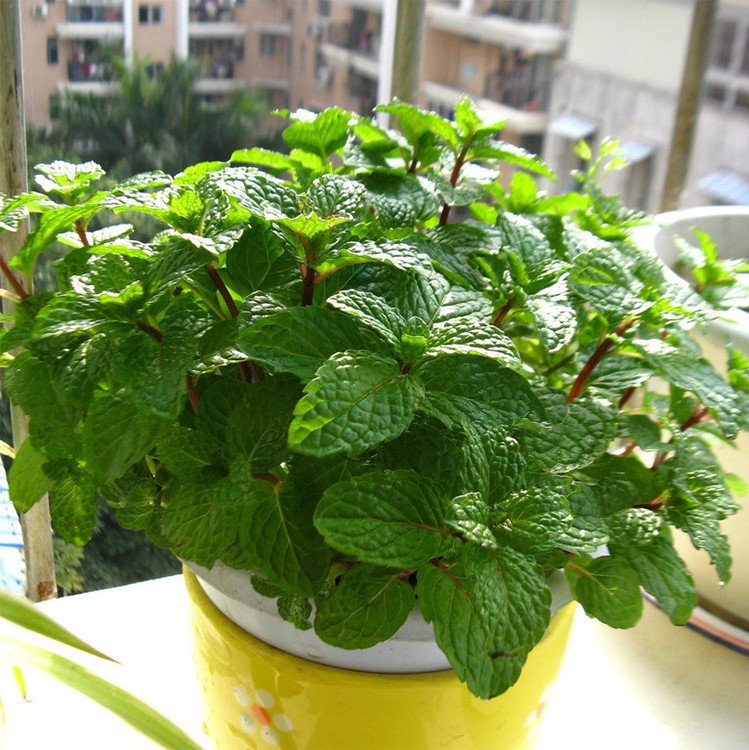 小叶薄荷种子薄荷籽家种食用薄荷种籽室内家种四季盆栽阳台小叶食用