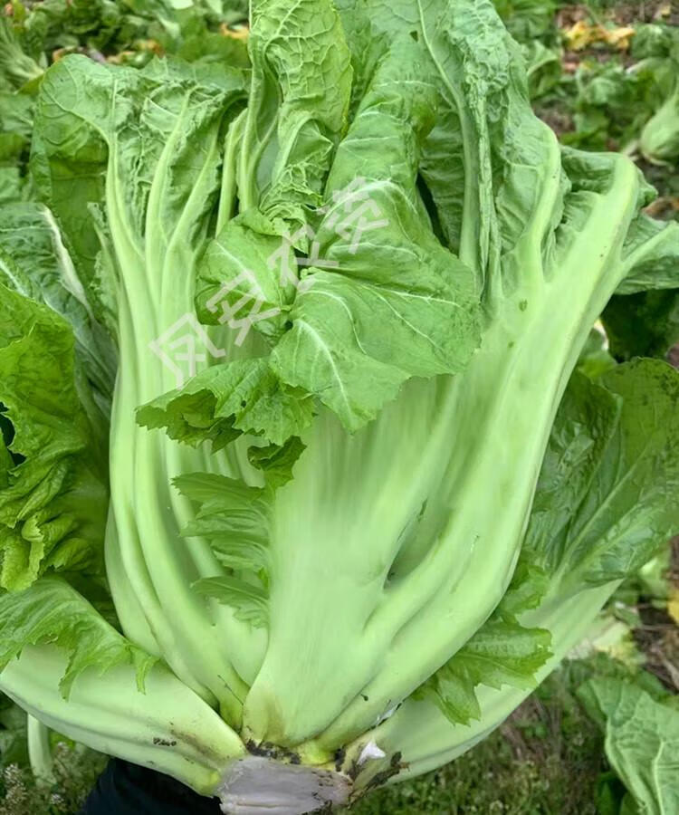 奶奶青菜種子四川泡青菜大肉芥菜種籽醃製酸菜秋季農家田園蔬菜孑 甜