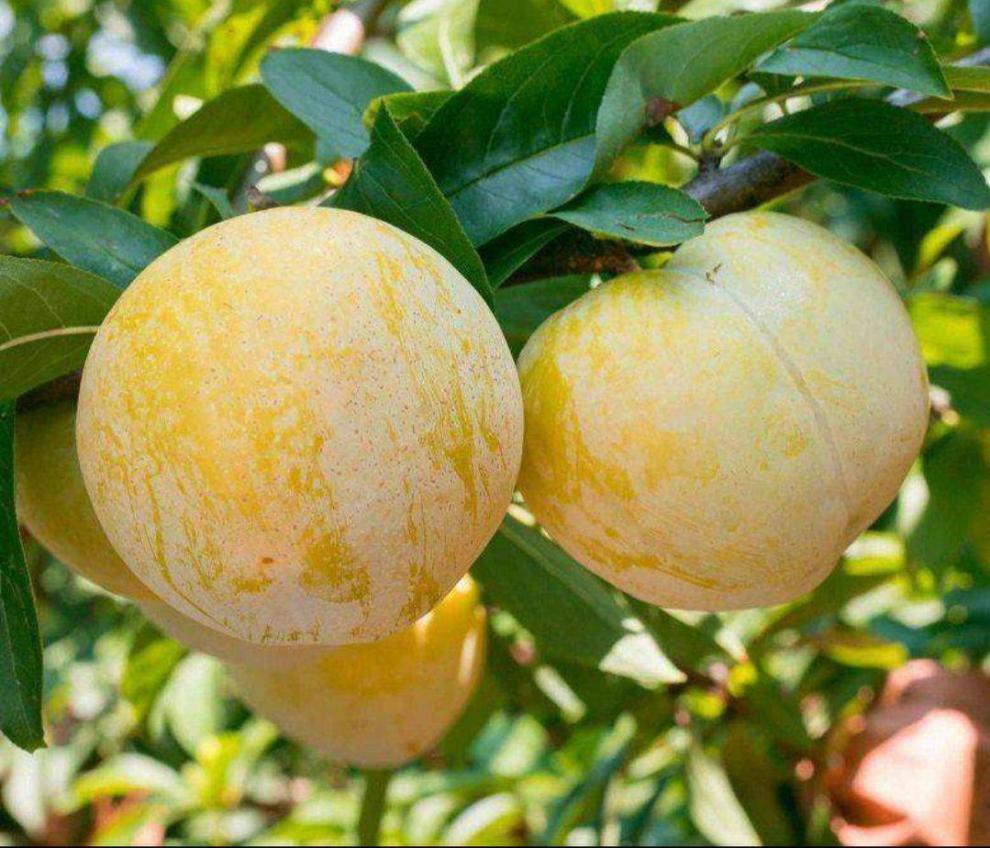 zxc乐昌九峰山黄金奈李5斤韶关特产恐龙蛋黄金李子广东新鲜应季水果5