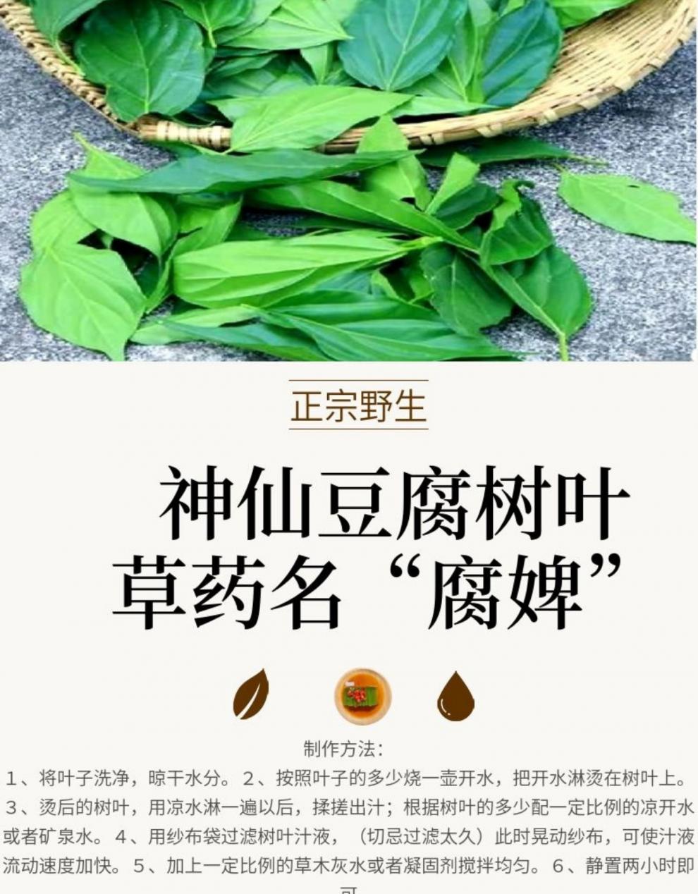 神仙凉粉草臭黄荆叶豆腐树青草柴苗观音绿斑鸠仙人山子清凉低新鲜250g