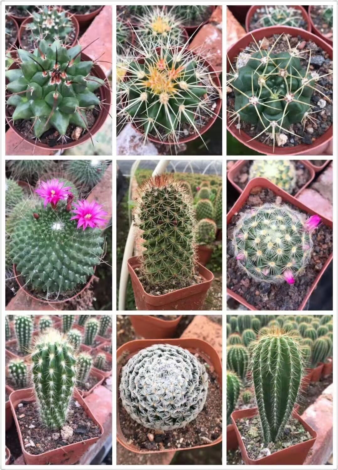 火麒麟实生金虎仙人球多肉植物办公室内电脑四季盆栽含盆带土栽好