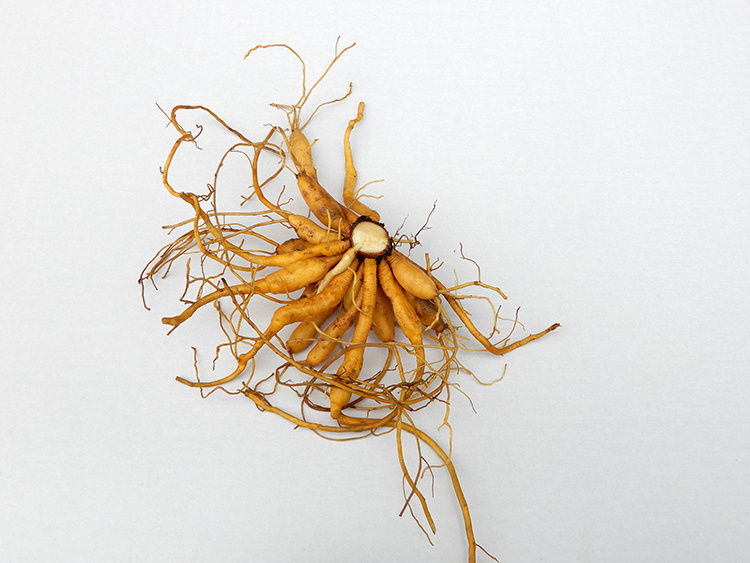 野生新鲜黄花菜根500g金针苗根萱草根忘忧草根黄花菜苗 500g【图片