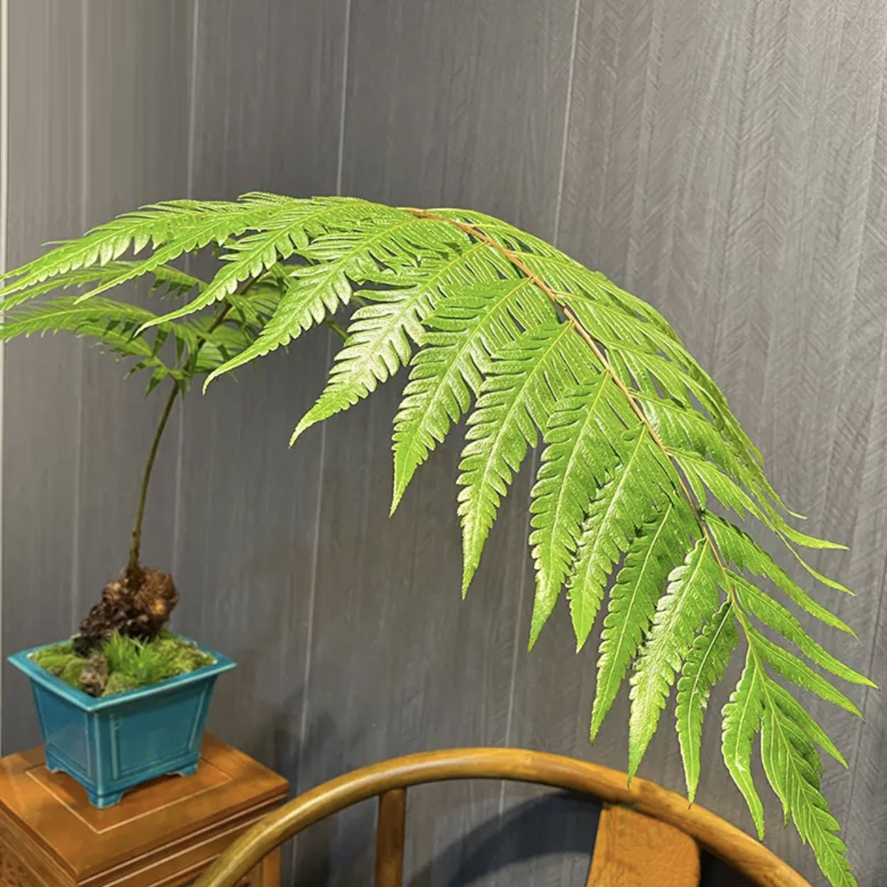 狗脊一叶植物蕨类盆栽一叶盆景金毛猴撅网红一叶绿植室内金毛狗阙 抖