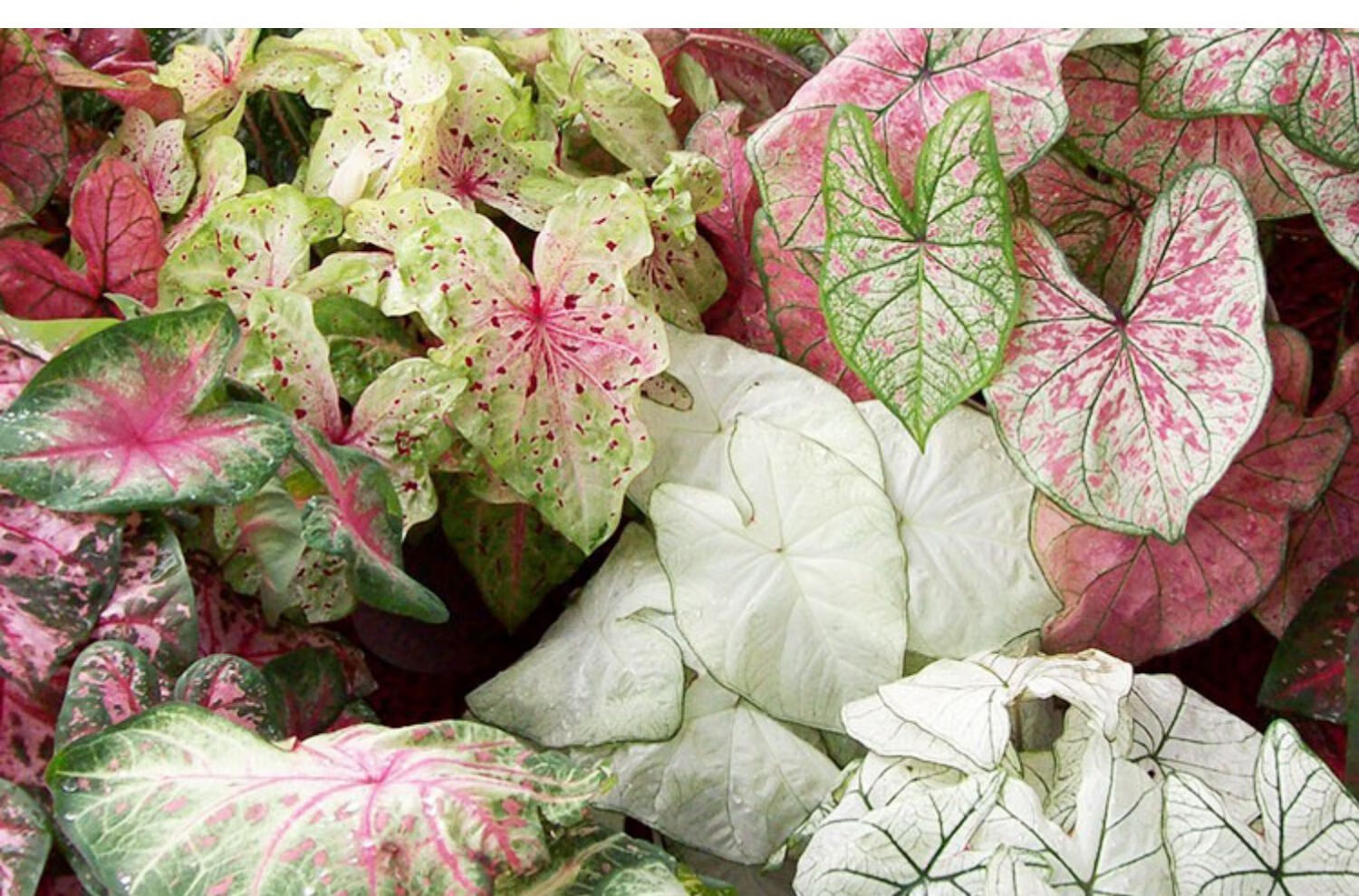 彩叶芋粉色飞溅草莓之心沙漠落日夏日微风泰国美人观叶盆栽苗绿植s
