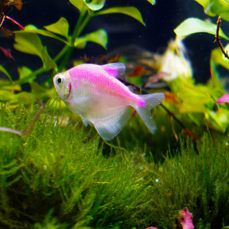 彩裙鱼斑马鱼活体观赏鱼淡水鱼草缸鱼五彩群游鱼小型鱼练手热带鱼 随