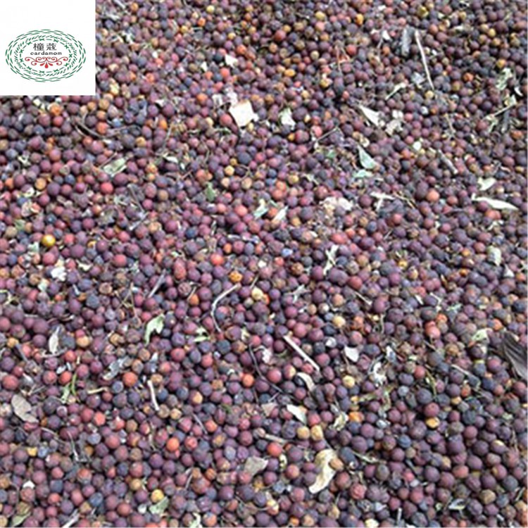 南天竹种子 新采林木种子 发芽率高 一斤