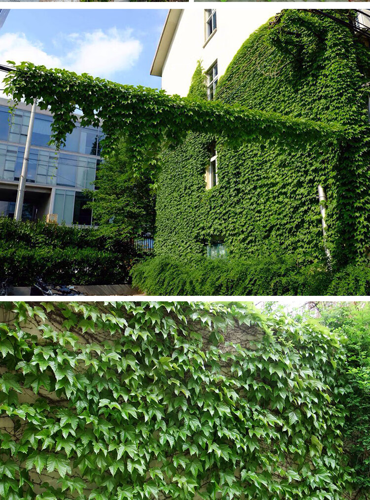 2022新 款可狄(kedi) 爬山虎树苗爬藤植物攀援爬墙植物盆栽藤蔓藤本