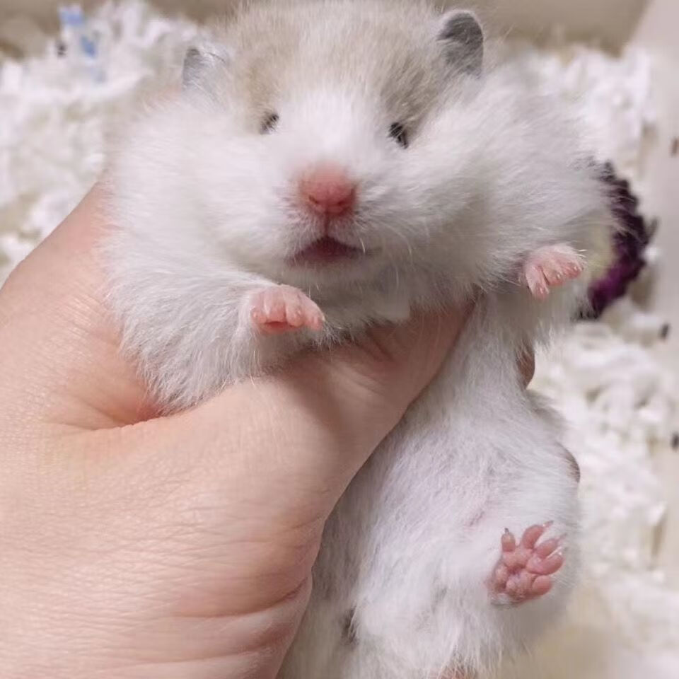 小仓鼠活物包活宠物金丝白熊虎纹超萌长毛情侣幼崽一对情侣长毛丁香老