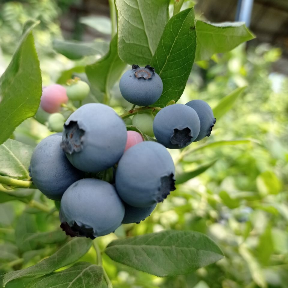 蓝莓鲜果大山蓝莓新鲜蓝莓孕妇水果当季蓝莓大果果园现摘地头直发