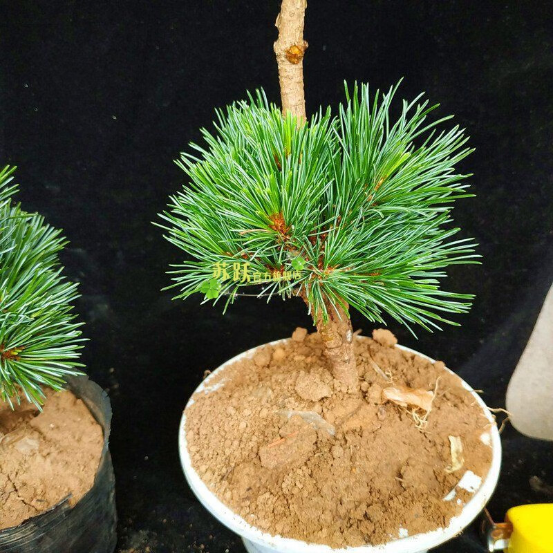 正宗五针松小苗嫁接短针瑞祥五针松盆景苗盆景大阪松原生黑松树苗