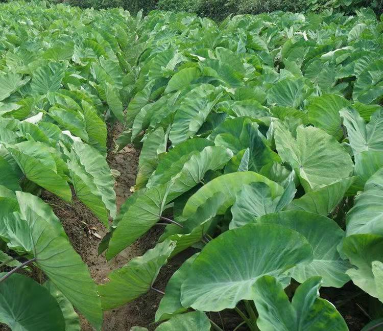 广宁特产白芋合干农家自晒芋梗干天然脱水蔬菜干芋荷干芋苗干 芋合干