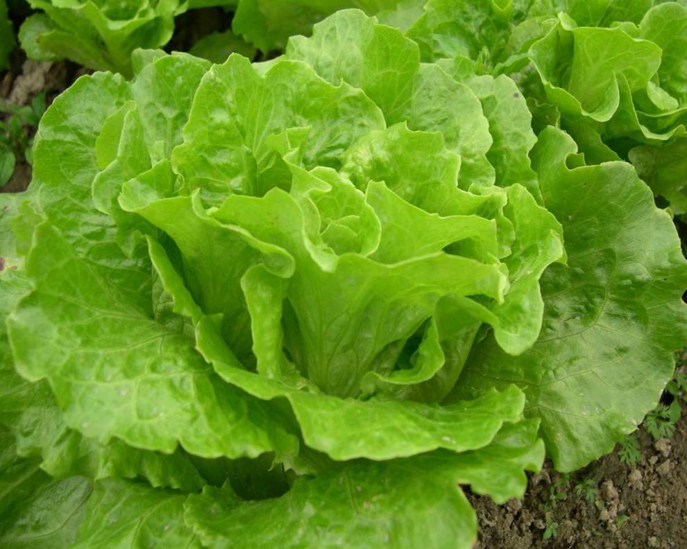 四季奶油生菜种子可生吃阳台盆栽夏季耐热蔬菜种籽农家玻璃生菜种