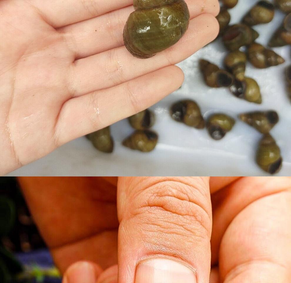 淡水新鲜无沙大田螺鲜活泥螺麻辣田螺清水剪尾螺蛳活体二三王牛夜市