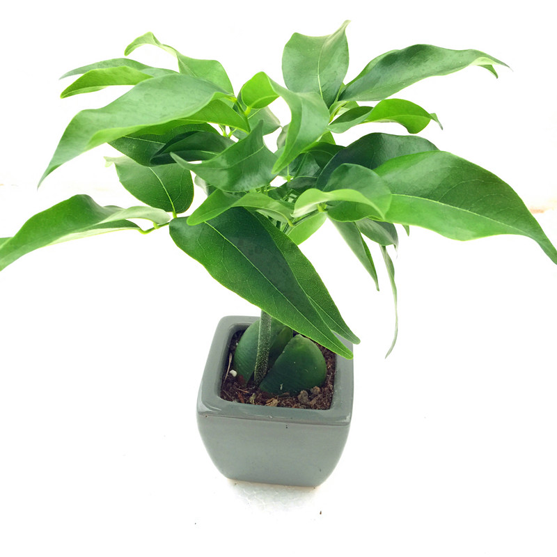 开心果小盆栽又名必思答绿仁果室内阳台趣味耐养桌上花卉绿植 开心果